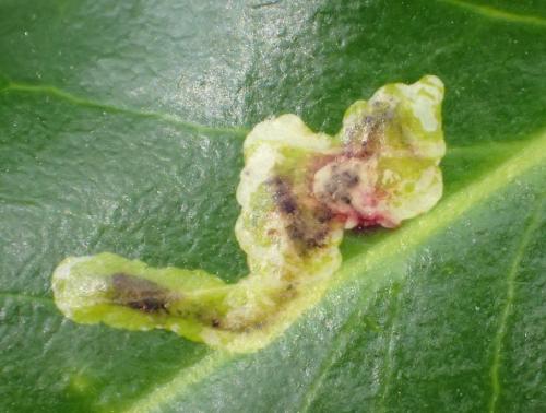 Phytomyza ilicis